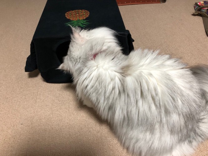 Tシャツの首から入ろうとする猫