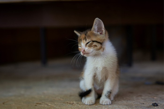 座って寝る子猫