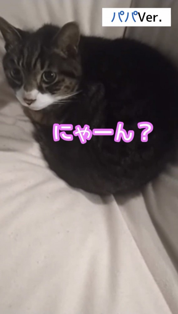 振り向く猫