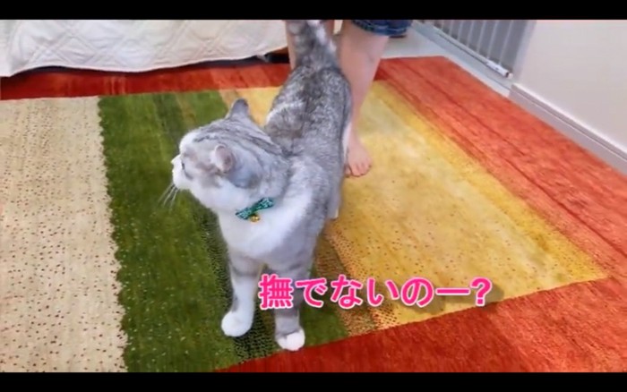 振り向く猫