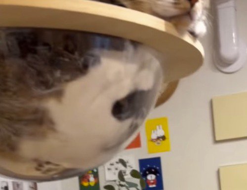 キャットタワーの中にいる猫の体