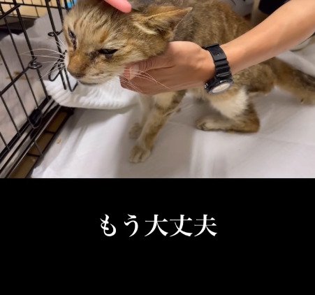 飼い主に抱えられる猫