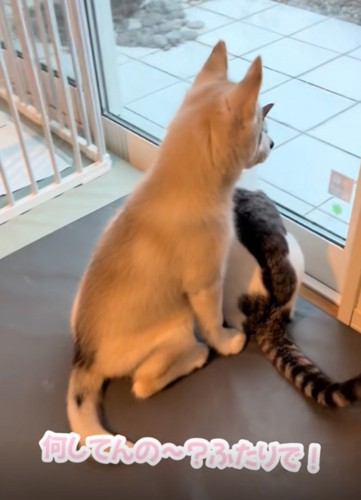 赤ちゃん犬と猫の後ろ姿
