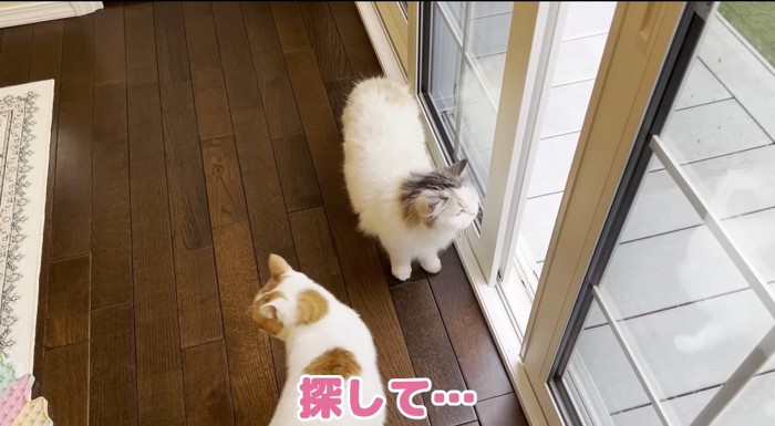 窓のそばの猫