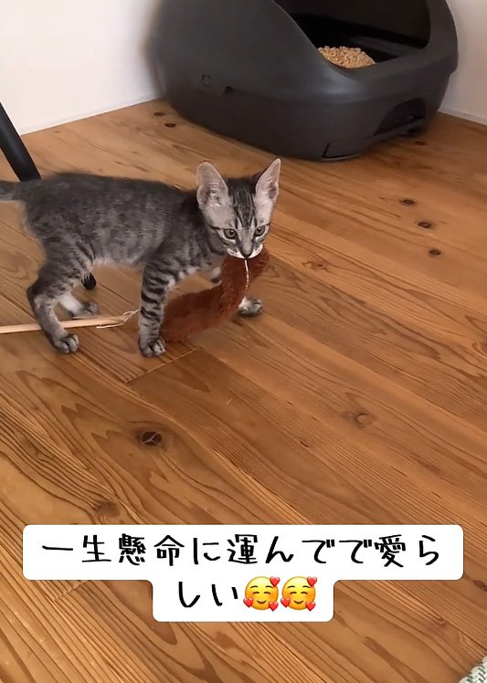 持つ猫