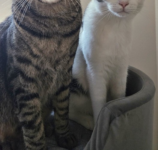 座る2匹の猫