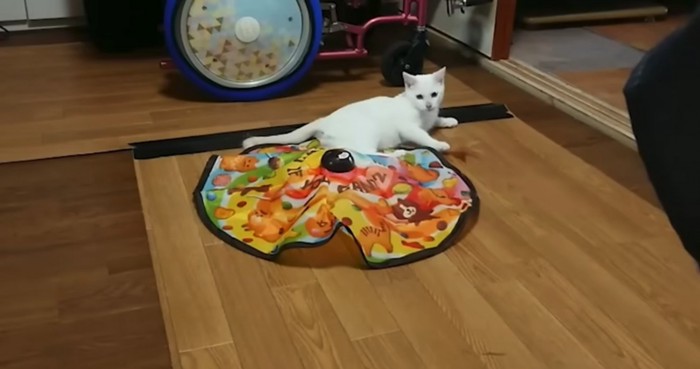 床の上で横になる猫