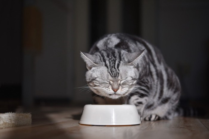 プラスチック皿で食事中の猫