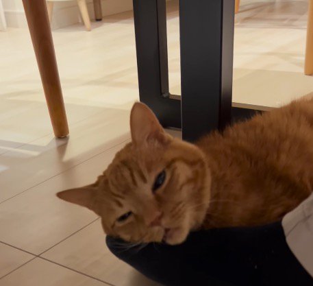 猫に話しかける女性