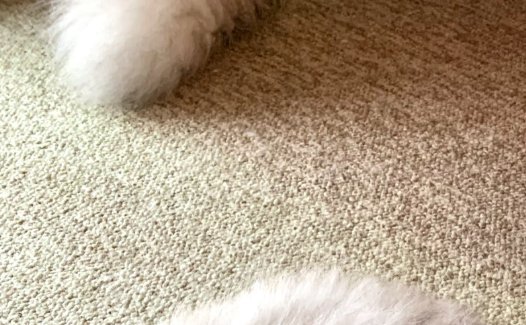 猫のしっぽのみ