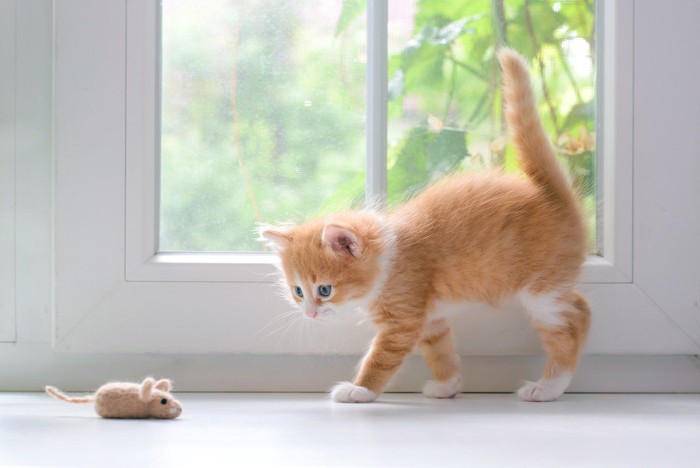 ネズミのおもちゃを見つめる子猫