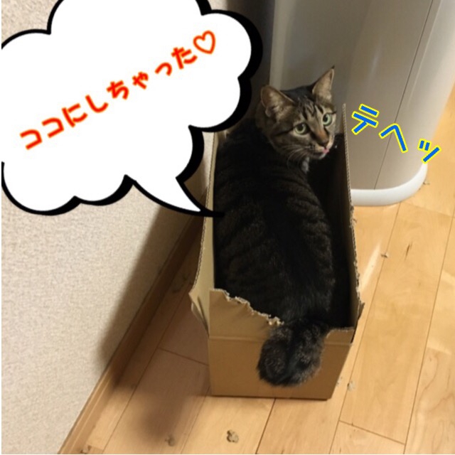 猫トイレ