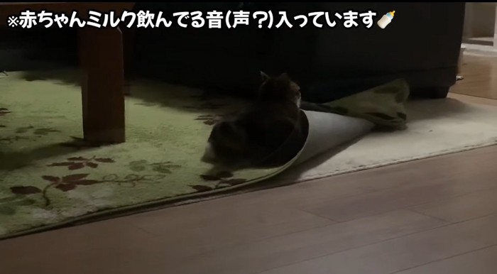 カーペットの中の猫