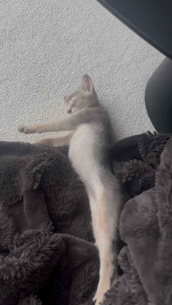 毛布で眠る子猫