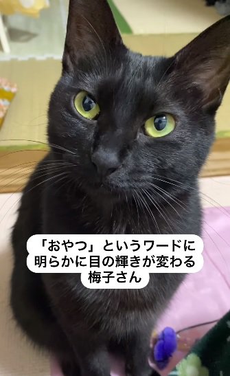 訴える猫