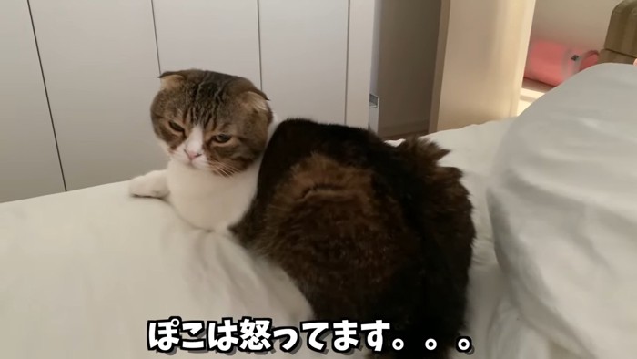 不満そうな顔の猫