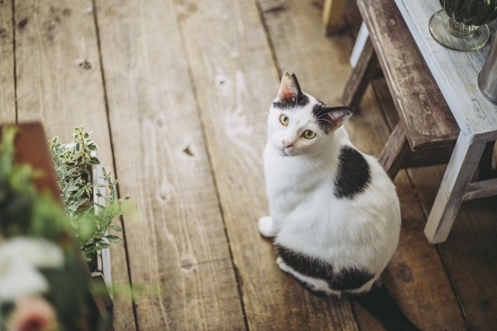 こちらを見る猫