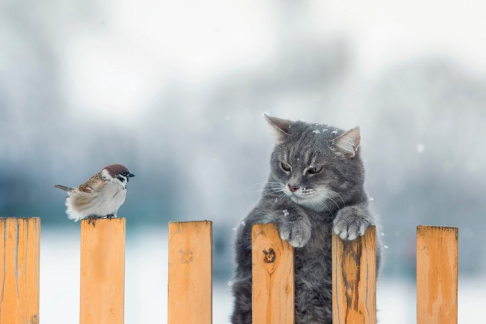 鳥をみつめる猫