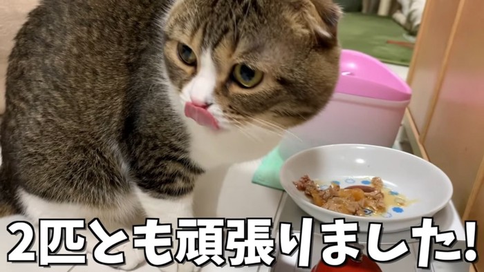 鼻を舐めるねこ