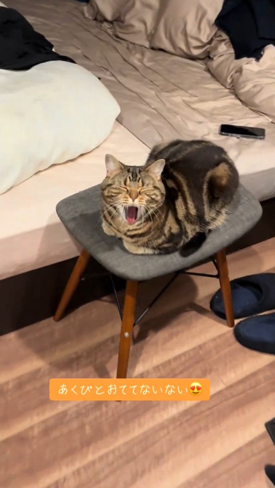 あくびしている猫さん