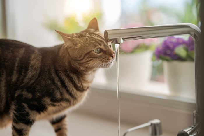 蛇口から流れる水を見つめる猫