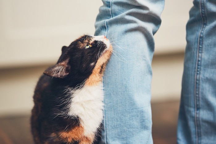 飼い主の足元で構って欲しそうに上を見る猫