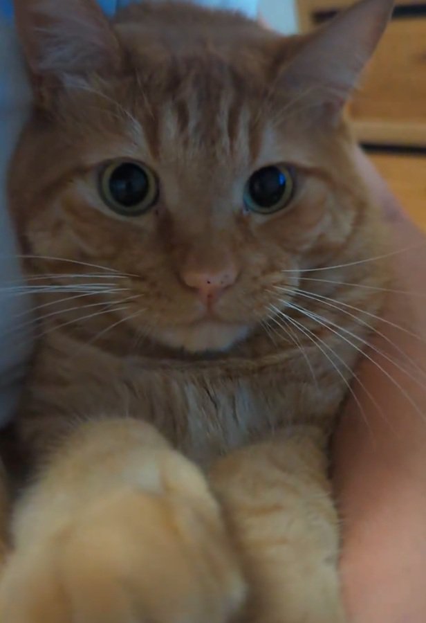 虚無顔の猫