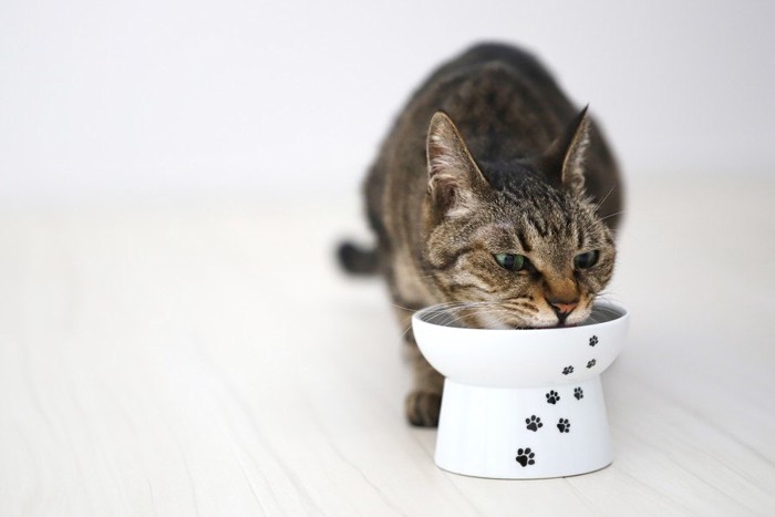 高さのある食器で食べる猫