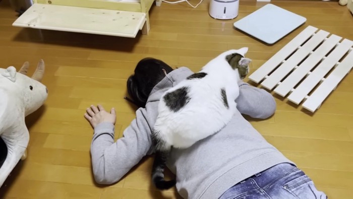 倒れた飼い主に乗る猫