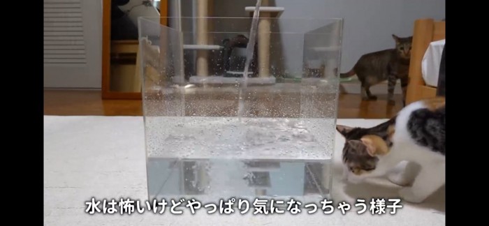 水槽に水