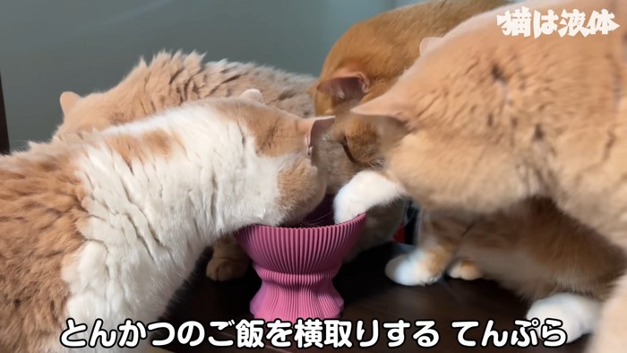 食事をする猫