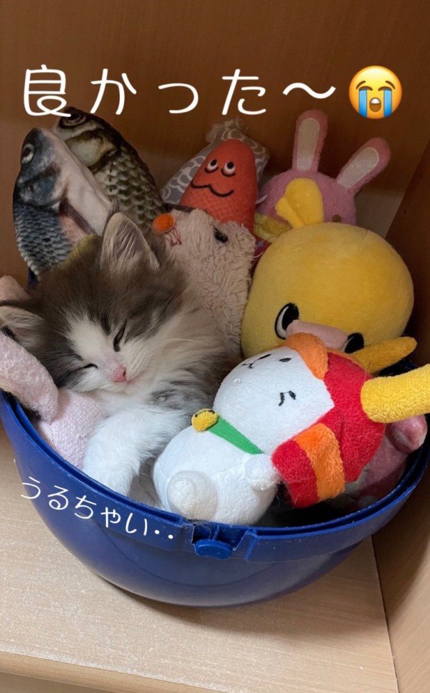 再び眠る子猫