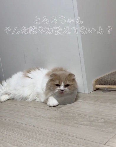 独特なポーズで水を飲む猫