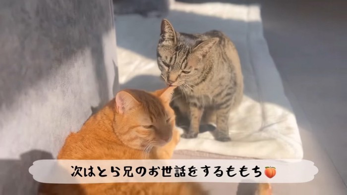 茶トラ猫をグルーミングするキジトラ猫