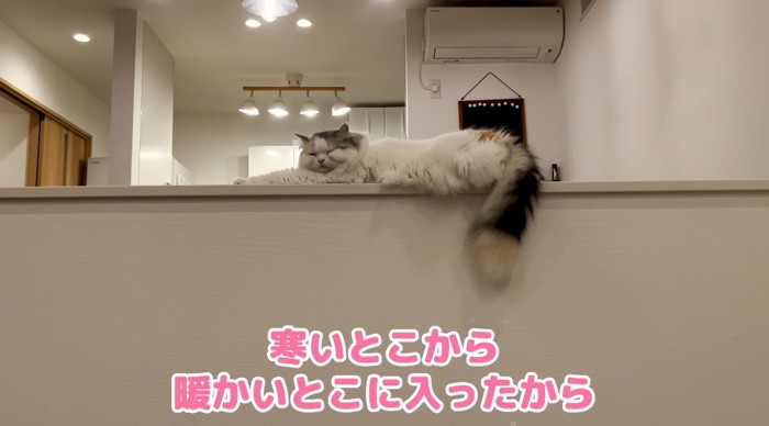 くつろぐ猫