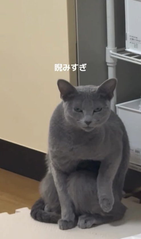 お座りしながらカメラを睨む猫のアップ