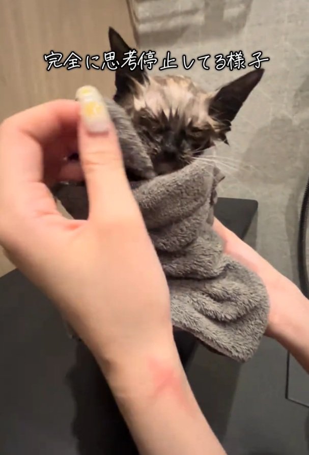 虚無顔の子猫