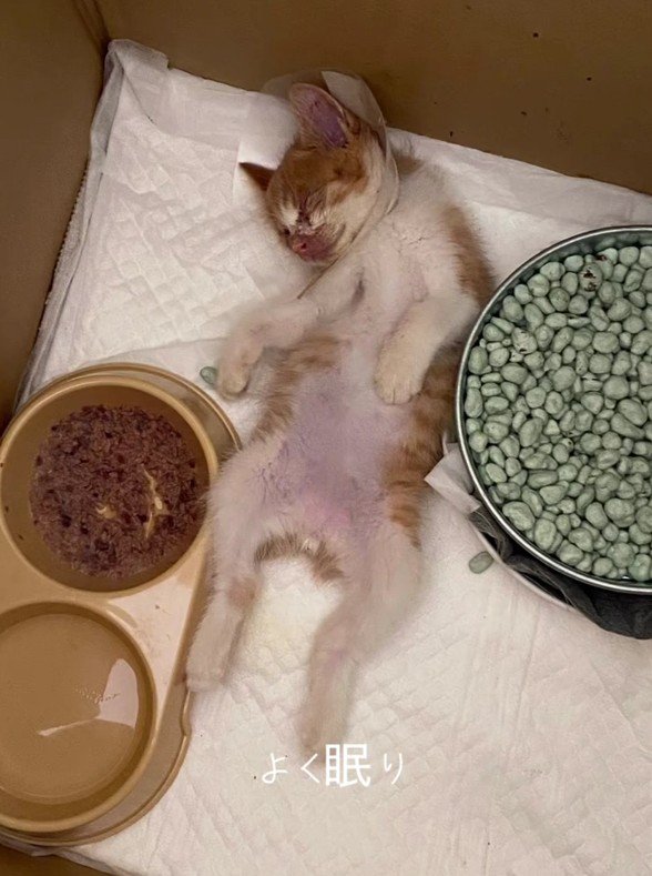 寝ている子猫