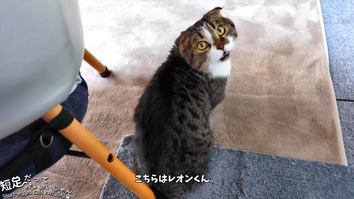 振り向く猫