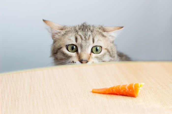 サーモンに興味津々の猫
