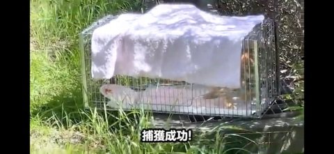 捕獲された仔猫