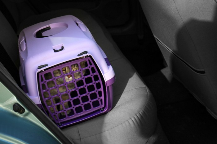 車に乗る猫