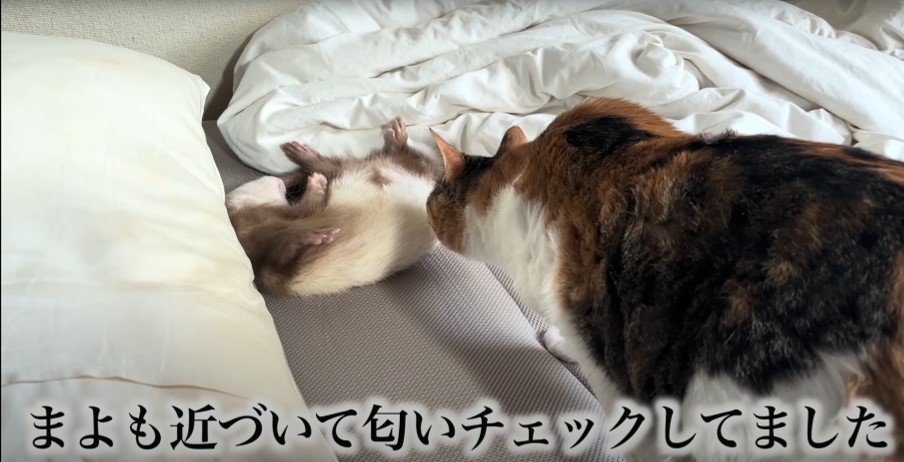 ベッドで寝るフェレットに近づく三毛猫