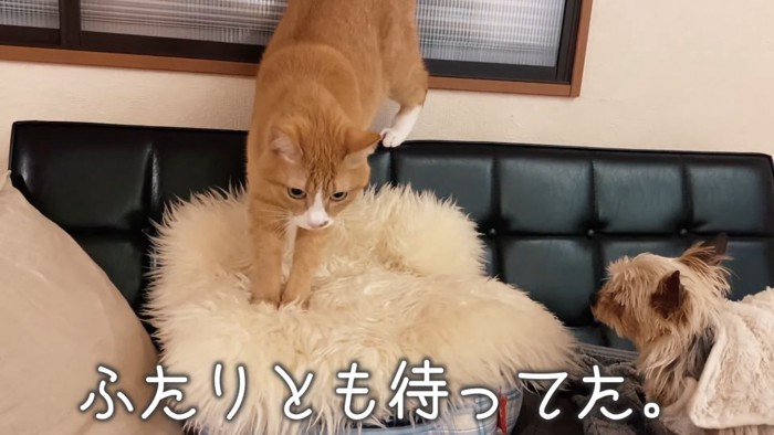 白いマットに乗る猫