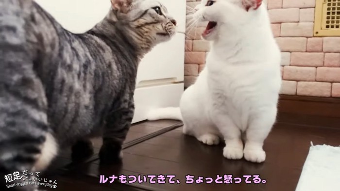 向かい合う2匹の猫