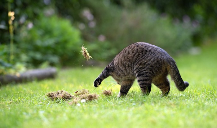 地面を勢いよく掘る猫