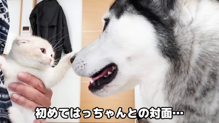 犬を触ろうとする