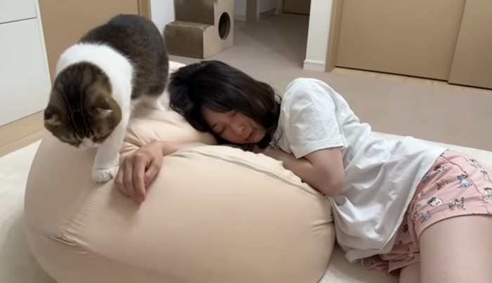 クッションからおりようとする猫