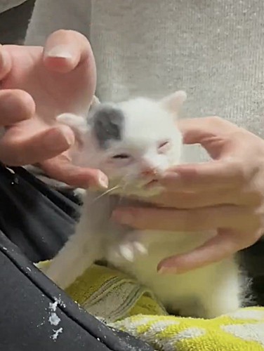指からご飯をもらう子猫(左下向き)