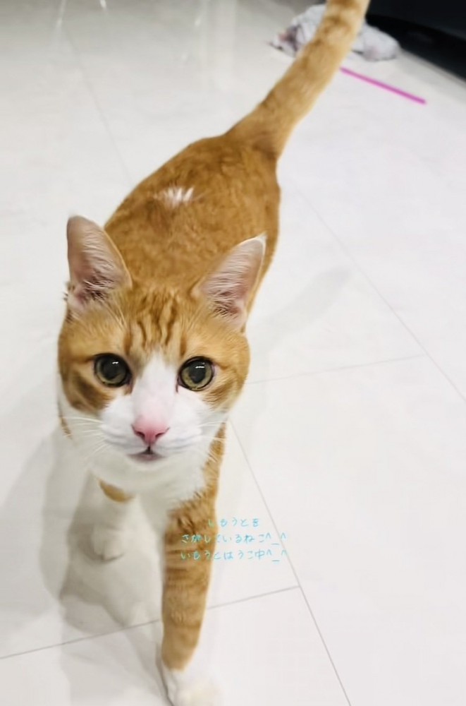 妹を探す茶白猫